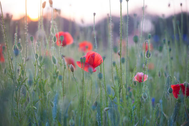 istock Cornflowers and poppies field 1144787604