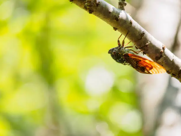 Large brown cicada on tree