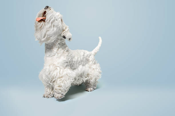 istock West Highland White Terrier sitting against white background 1144788107