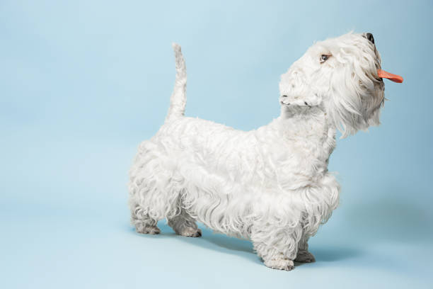 istock West Highland White Terrier sitting against white background 1144788109