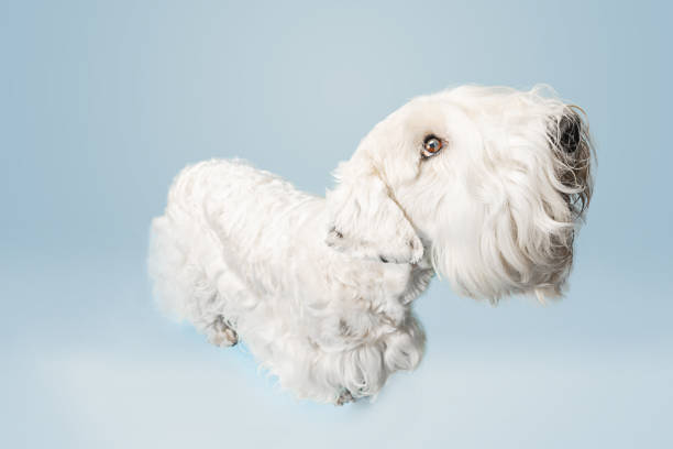 istock West Highland White Terrier sitting against white background 1144788121