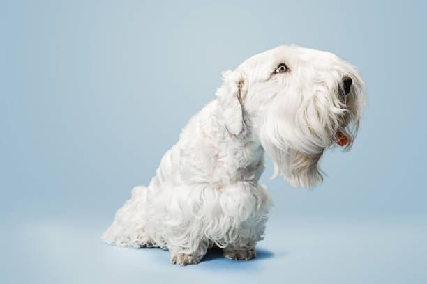 istock West Highland White Terrier sitting against white background 1144788122