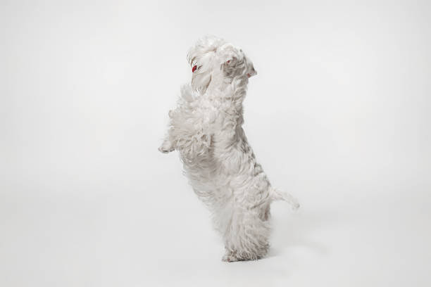 istock West Highland White Terrier sitting against white background 1144788134