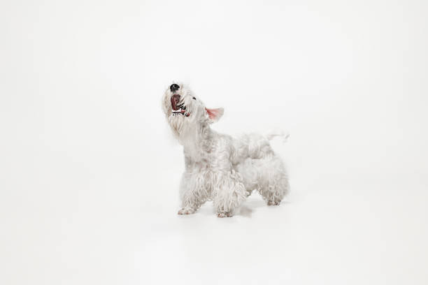 istock West Highland White Terrier sitting against white background 1144788143