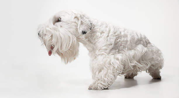 istock West Highland White Terrier sitting against white background 1144788160