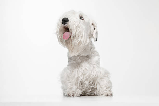 istock West Highland White Terrier sitting against white background 1144788165
