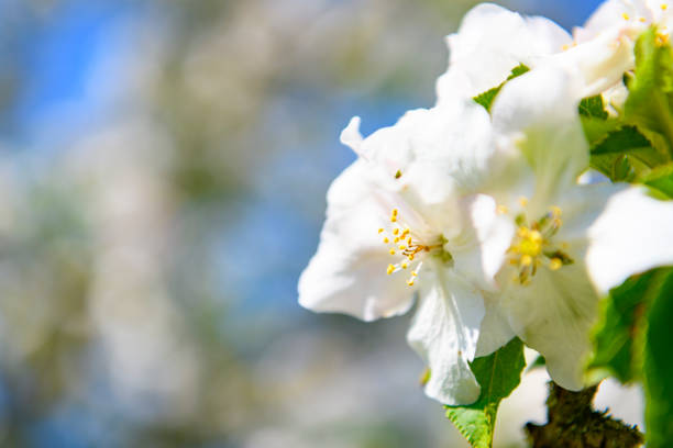 Blooming Apple tree blossom in an orchard during a beautiful spring day. Close up image with white and pink blossom flowers.