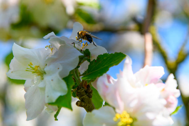 Blooming Apple tree blossom in an orchard during a beautiful spring day. Close up image with white and pink blossom flowers.
