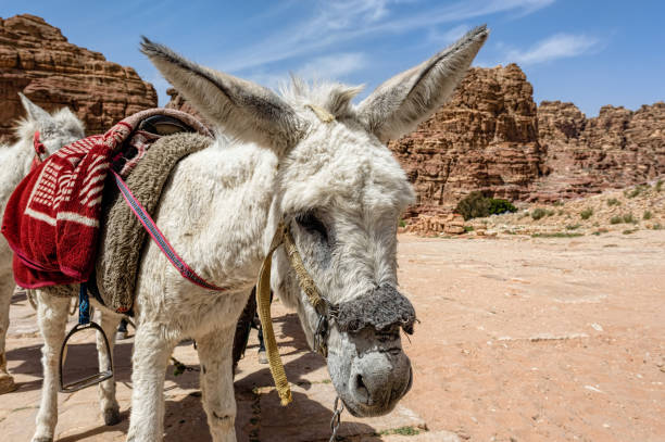 istock White saddled donkey with beautiful black eyes 1144788823