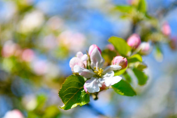 Blooming Apple tree blossom in an orchard during a beautiful spring day. Close up image with white and pink blossom flowers.