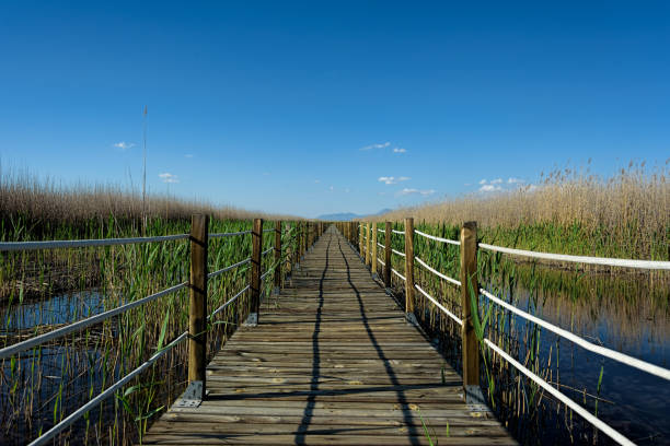 istock A sheltered wooden boardwalk extends through a wildlife sanctuary 1144789090