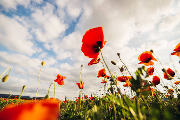 istock Big beautiful red poppies against the blue sky. Selective focus 1144789485