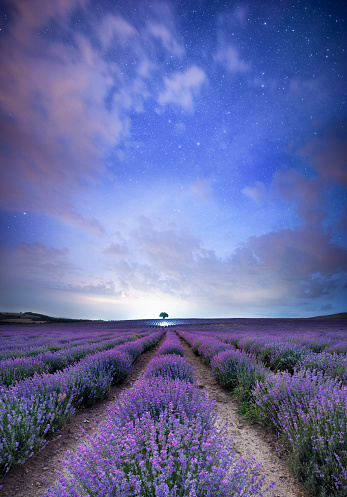 Beautiful night scape of a blooming lavender field with a lonesome tree in the end.