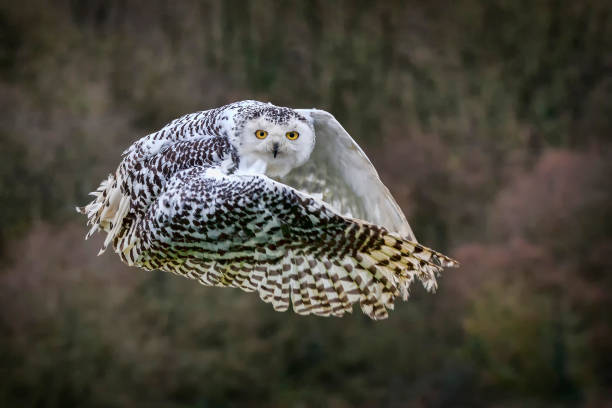 schneeeule im flug - owl snowy owl snow isolated stock-fotos und bilder