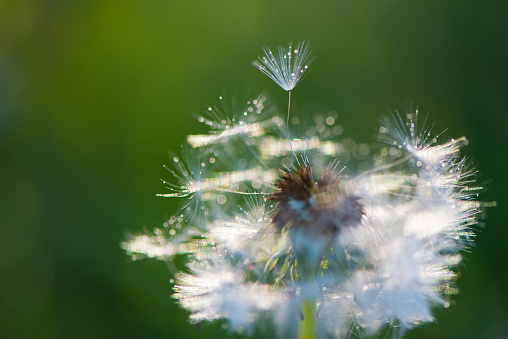 White fluffy dandelions macro shot, natural green blurred spring background, selective focus. Delicate bokeh nature background