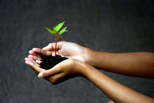 istock Plant in Hands, Human Hands Holding Young Plant 1144791709