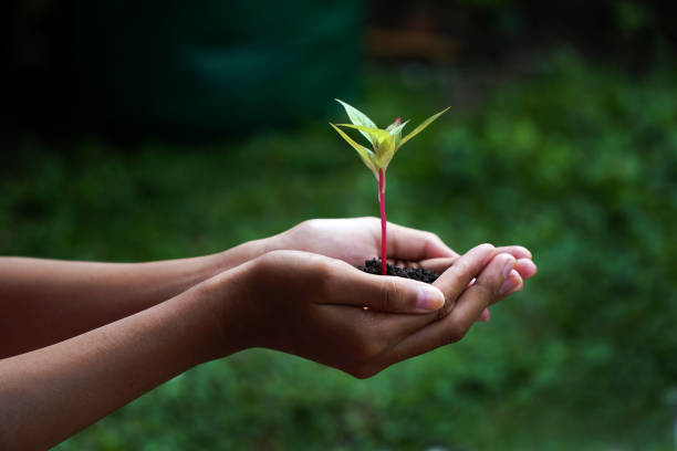 menschliche hände halten grüne pflanze über natur-hintergrund - growth new life seedling child stock-fotos und bilder