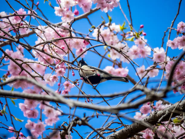istock Japanese tit feeding in a sakura tree 7 1144793009