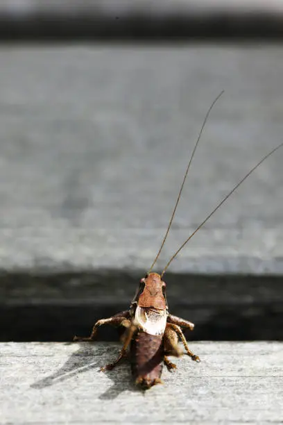 Photo of Cricket (insect)
