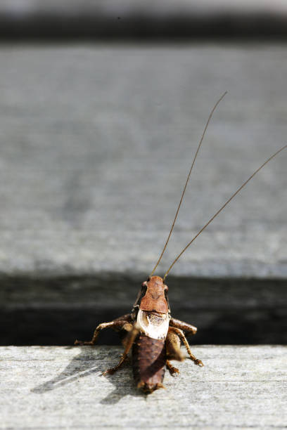 cricket (insect) - 4724 imagens e fotografias de stock