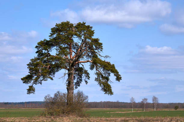 istock One tree in the middle of a field in Lithuania. 1144793123