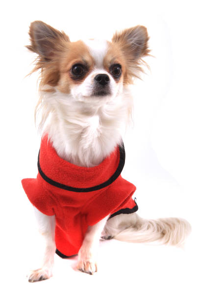 istock dressed chihuahua Violka 1144794558