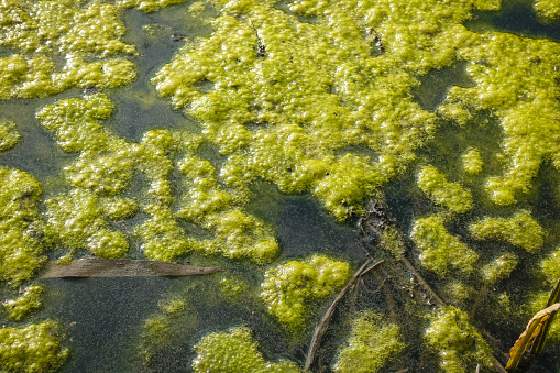 surface of the reservoir covered with green duckweed. Natural green background.