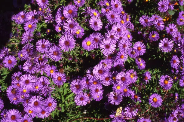 a cluster of beautiful blue strawflowers, growing wild