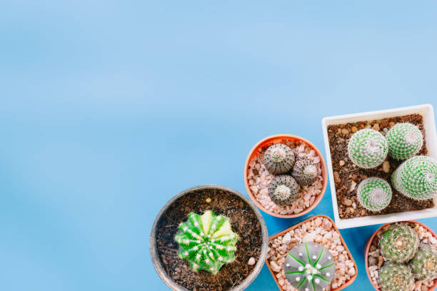 istock small cactus on plastic pot on light blue background, summer theme 1144795291
