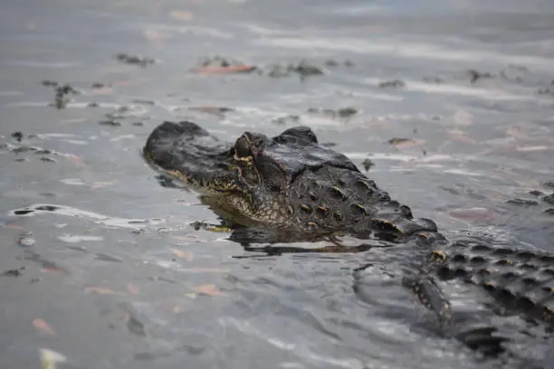 Alligator moving above the water's surface in Barataria Preserve.