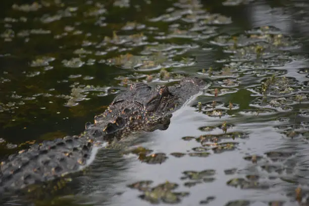 Stunning stalking alligator in a shallow swamp in Louisiana.