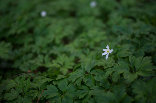 istock Wild garlic with white flowers in full bloom 1144796196