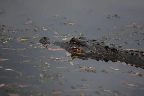 Alligator on the water's surface in the bayou.