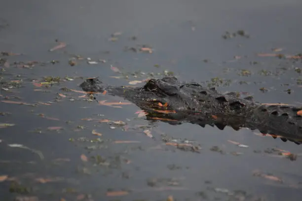 Alligator in the swamp of Southern Louisiana.