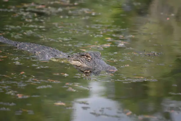 Alligator with his face reflected in the water's surface.