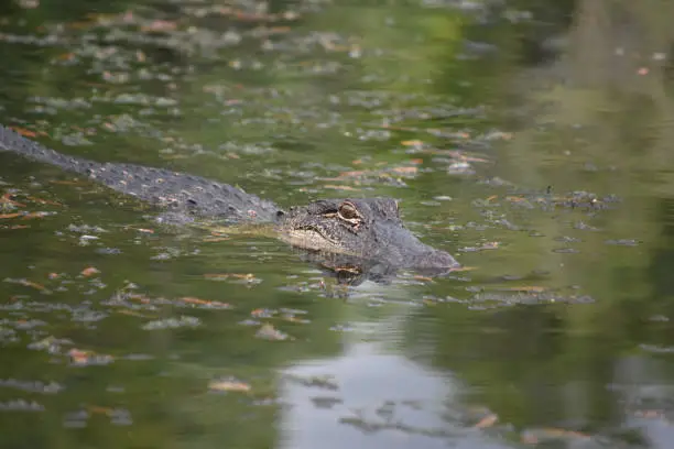 Alligator moving slowly through the water's surface.