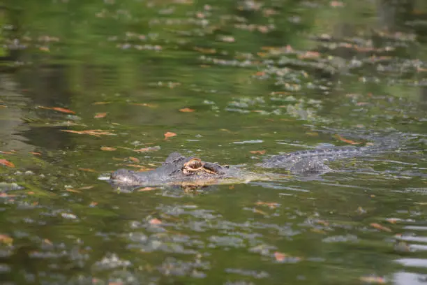 Alligator moving through the swamp waters of the bayou.