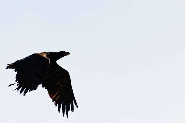 молодой лысый орел (haliaeetus leucocephalus), также известный как белоголовый или белохвостый орел, морской орел или американский орел - white headed eagle стоковые фото и изображения