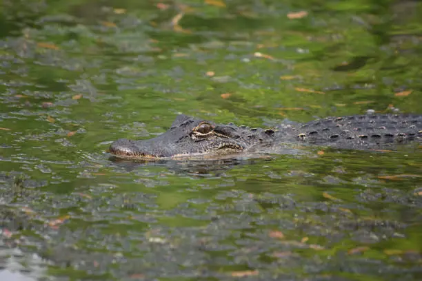 Alligator surrounding by murky green bayou waters.