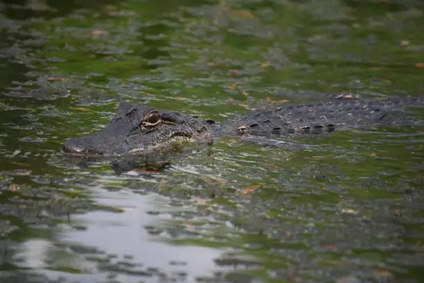 Stunning stalking alligator moving through the swamp and bayou.