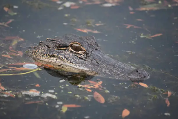 Looking directly in the face of an alligator in the bayou.