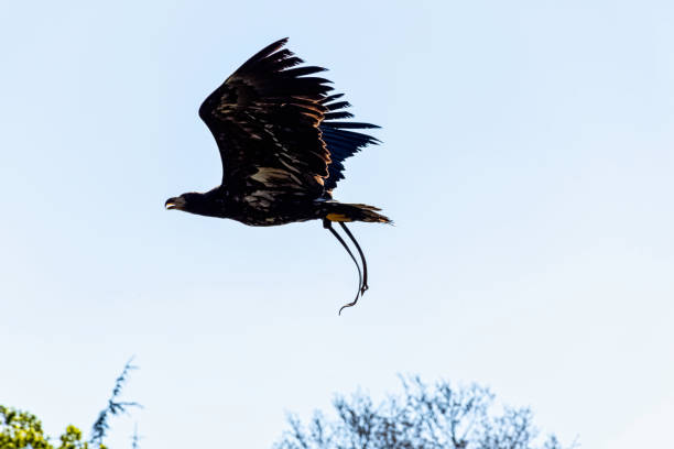 молодой лысый орел (haliaeetus leucocephalus), также известный как белоголовый или белохвостый орел, морской орел или американский орел - white headed eagle стоковые фото и изображения