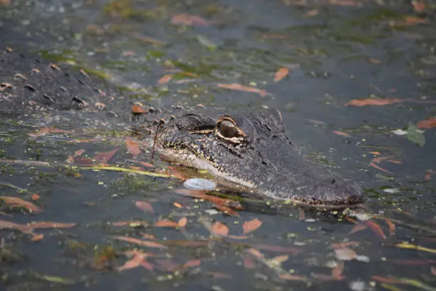 Alligator amongst leaves in the bayou of Louisiana.