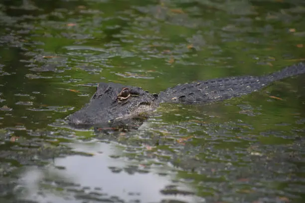 Young alligator in the swamps and bayou of Southern Louisiana.