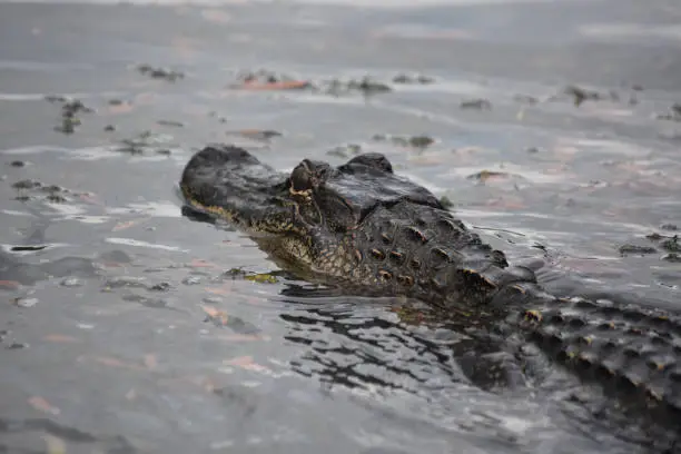 Alligator with his head moving above the water in the bayou.