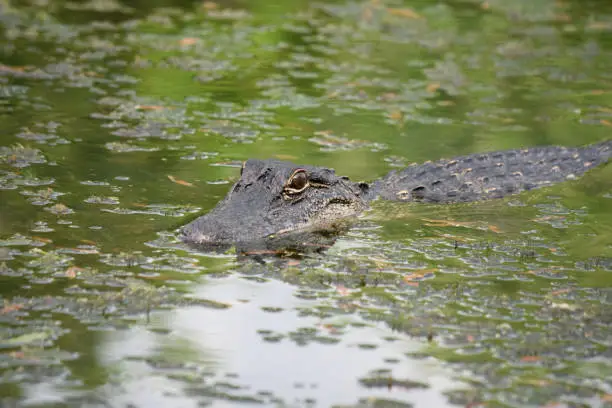 Alligator in a swampy bayou of Southern Louisiana.