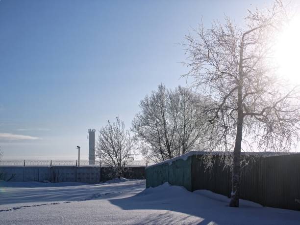 istock frozen birches in winter on a clear day 1144798622