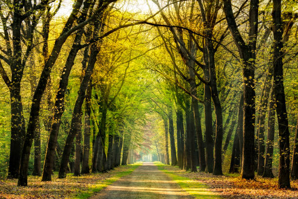 istock Sunbeams at Beautiful avenue with treelined footpath in springtime 1144799429