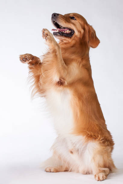 istock Golden Retriever puppy in studio with white background 1144799452