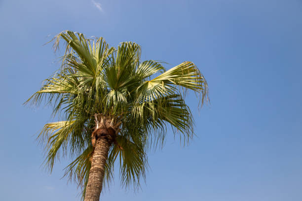 istock coconut tree or coconut palm on the blue sky background. 1144799536